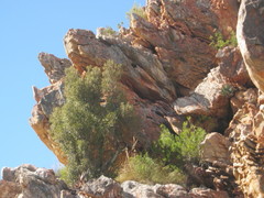Maytenus acuminata acuminata