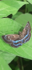 Quadrus contubernalis