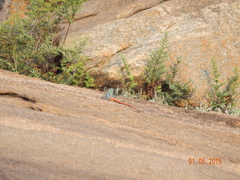 Platysaurus