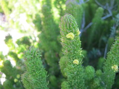 Aspalathus alopecurus