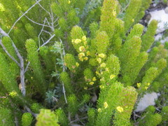 Aspalathus alopecurus