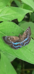 Quadrus contubernalis