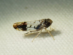 Scaphoideus obtusus