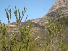 Aspalathus sceptrum-aureum