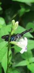 Quadrus contubernalis