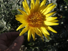 Berkheya coriacea