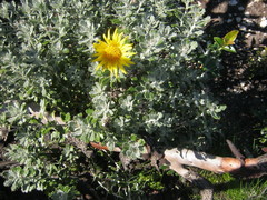 Berkheya coriacea