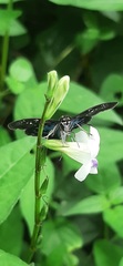 Quadrus contubernalis