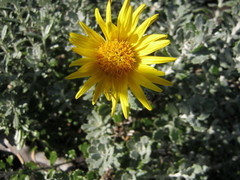 Berkheya coriacea