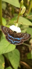 Quadrus contubernalis