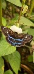 Quadrus contubernalis