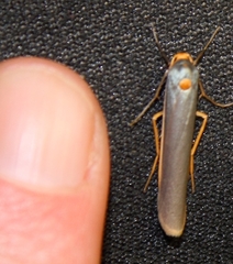 Sozusa scutellata