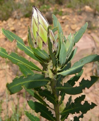 Protea