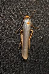 Sozusa scutellata