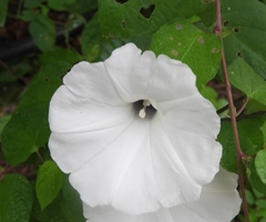 Ipomoea scopulorum