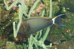 Acanthurus bariene