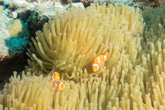 Amphiprion percula