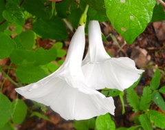 Ipomoea scopulorum