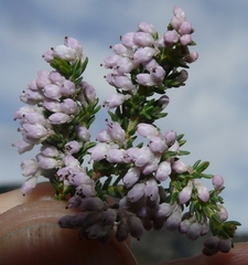 Erica paniculata