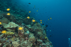 Amblyglyphidodon aureus