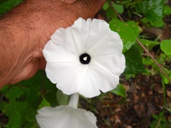 Ipomoea scopulorum