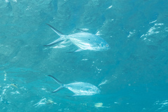 Trachinotus baillonii