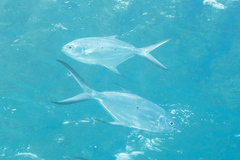 Trachinotus baillonii