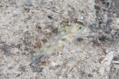 Fusigobius aureus