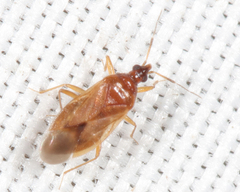 Amphiareus obscuriceps