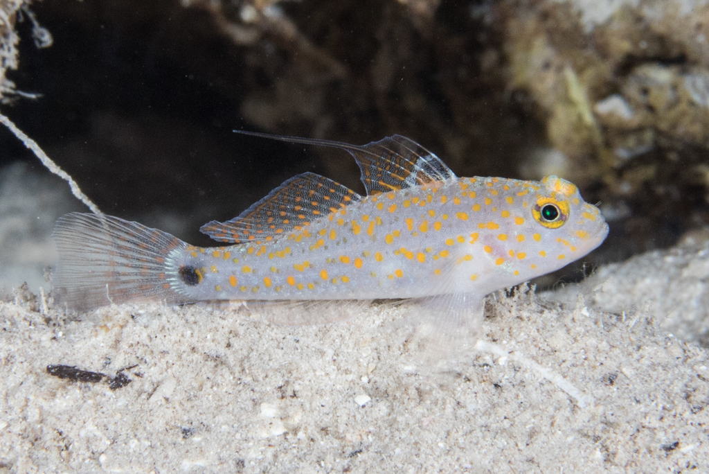 Twospot starry goby (Asterropteryx bipunctata) — Gobiidae