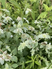 Pycnanthemum setosum