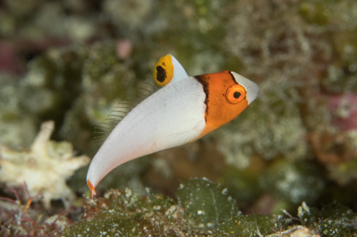 Spotted Parrotfish