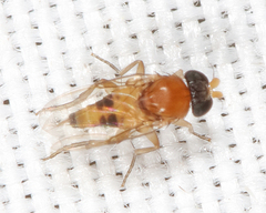 Apocephalus pergandei