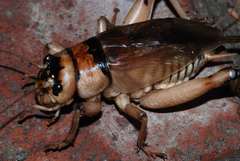 Brachytrupes