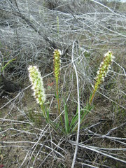 Echiostachys incanus