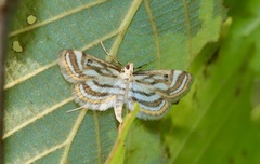 Parapoynx badiusalis