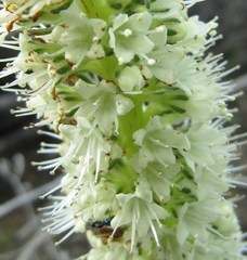 Echiostachys incanus