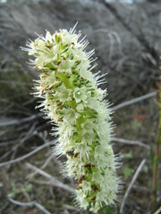 Echiostachys incanus