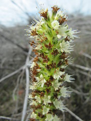 Echiostachys incanus