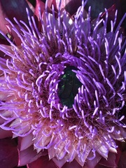 Cetonia aurata