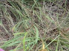Hibiscus microcarpus