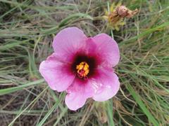 Hibiscus microcarpus