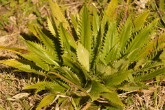 Eryngium serra