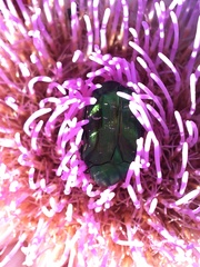 Cetonia aurata