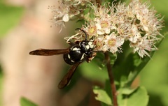 Vespula consobrina