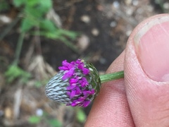 Dalea emarginata