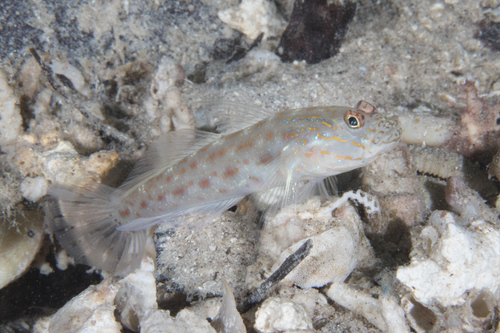 Saffron shrimpgoby (Ctenogobiops crocineus) — Gobiidae