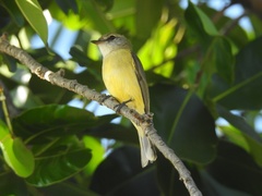 Microeca flavigaster flavigaster