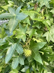 American Sweetgum - Photo (c) Sandy Wolkenberg, some rights reserved (CC BY), uploaded by Sandy Wolkenberg