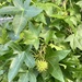 American Sweetgum - Photo (c) Sandy Wolkenberg, some rights reserved (CC BY), uploaded by Sandy Wolkenberg